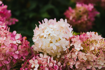 pink white flowers