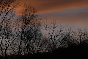 line and color, trees and sky