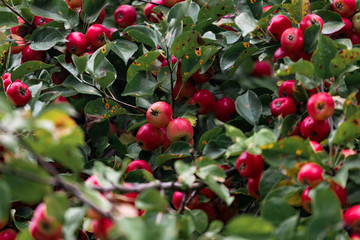 red apples on tree