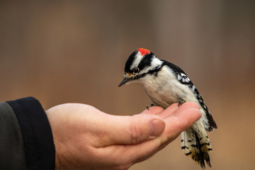 Naklejka premium Handfeeding a downy woodpecker