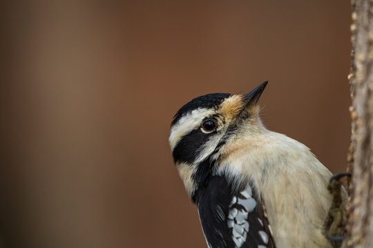Downy woodpecker close up