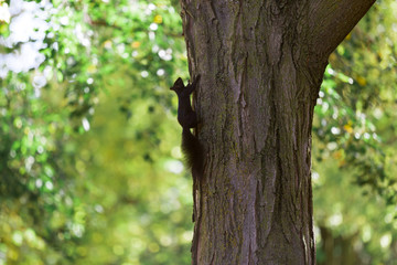 trunk of a tree