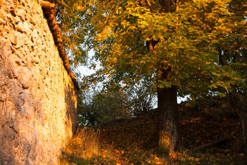 Autumn foliage background, yellow leaves.