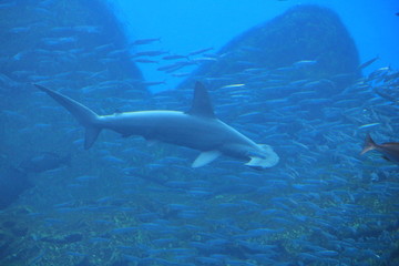 特徴的な頭部の「シュモクザメ」の全身