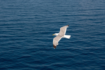 Fototapeta premium Seagull gliding over deep blue sea. Travel trends. Bird soaring above deep sea, ocean. Soaring Seagull over the sea. Seagull soars slowly using headwind against the backdrop of a deep blue sea