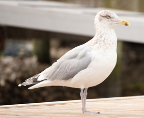Ocean Views from the Boat in the Topsail Inlet