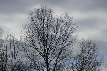 Fototapeta na wymiar ash trees against gray and blue sky