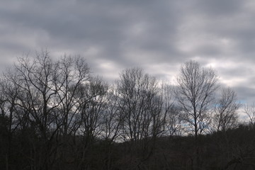 late afternoon, December trees