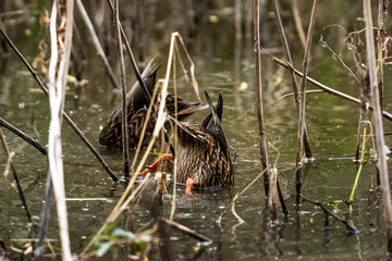 Two Mexican Ducks Anas diazi diving for food amongst reeds
