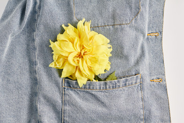 beautiful yellow Dahlia flower in jeans pocket. view from top, flat lay.