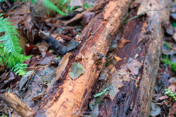 Greenery in the pacific northwest.