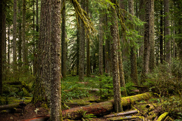 temperate rain forest