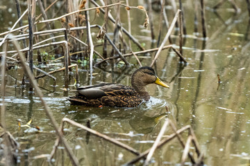 Mexican duck swimming through reeds