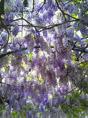 Wisteria in bloom background