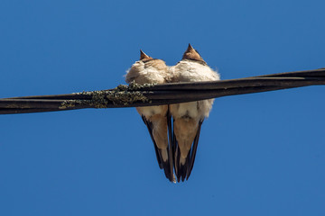 l'oiseau sur le fil © enzogialo