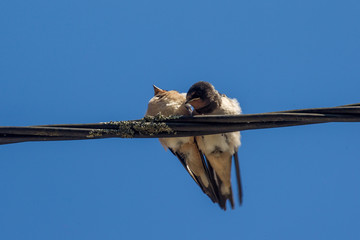 l'oiseau sur le fil © enzogialo
