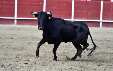 un toro español con grandes cuernos