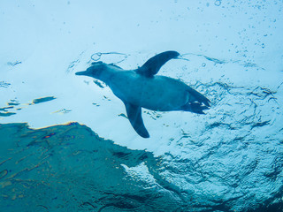 Obraz na płótnie Canvas Penguins swimming in the blue sea