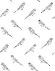 Vector seamless pattern of hand drawn doodle sketch budgie parrot isolated on white background
