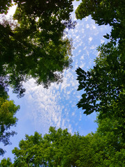 Obraz premium tree and sky.