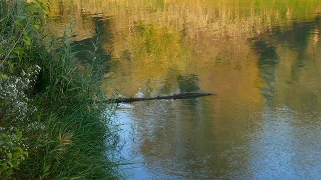 Water Stream on a Sunny Autumn Evening in the Wetlands