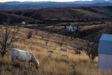 Free range cattle herd grazing Arizona desert grass under blue sunset