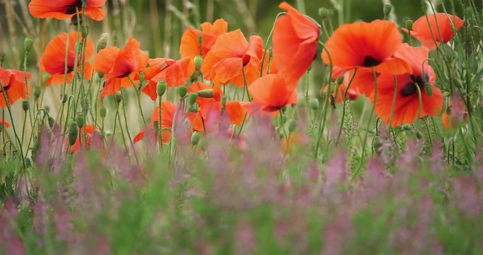 Field of red poppies and common fumitory, drug fumitory or earth smoke, occitanie, France