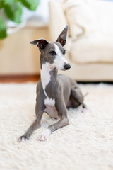 部屋でくつろぐイタリアングレイハウンド