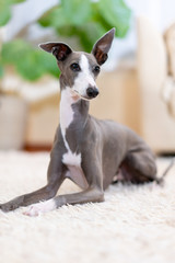 部屋でくつろぐイタリアングレイハウンド