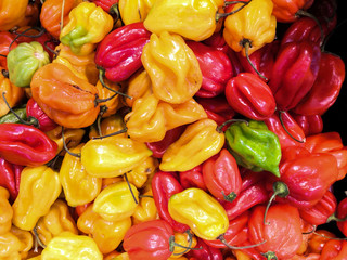  Harvest of Habanero peppers, multicolored