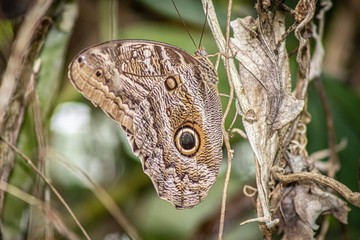 Mariposa