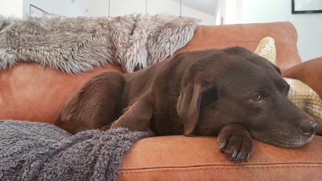 An ageing female labrador settling down to rest on a brown sofa within a British household. This 14-year-old dog is looking away from the camera lens with her eyes drifting off to sleep.