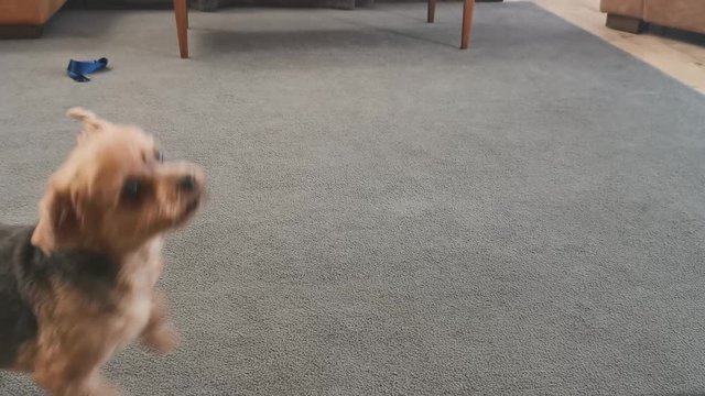 An excitable female chorkie resting on the edge of a chair wagging her tail This is on of four shots including this dog, with other shots including her resting on her owners lap.
