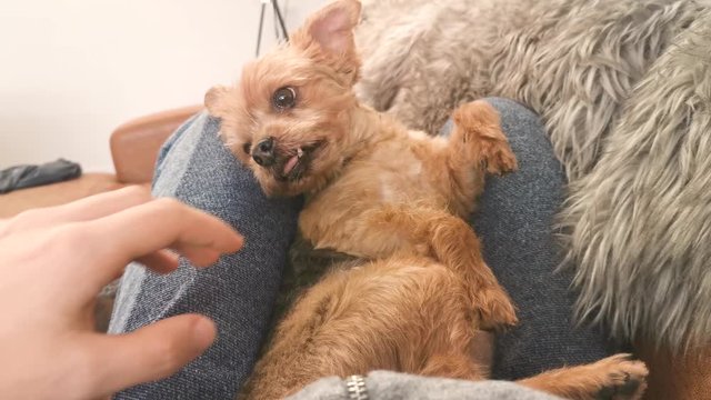 An excitable female chorkie resting on the edge of a chair wagging her tail This is one of four shots including this dog, with other shots including her resting on her owners lap.