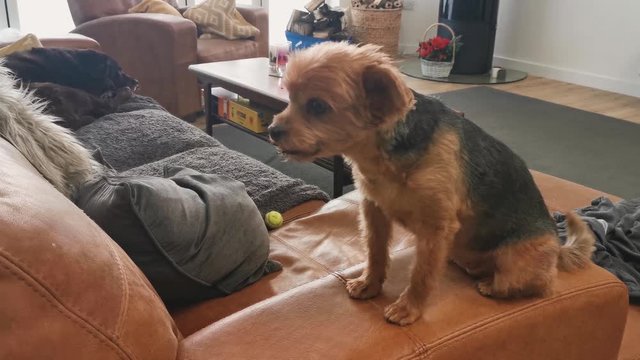 An excitable female chorkie resting on the edge of a chair wagging her tail This is one of four shots including this dog, with other shots including her resting on her owners lap.