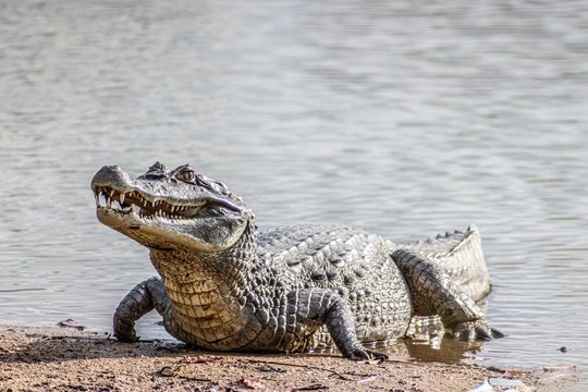 Caiman