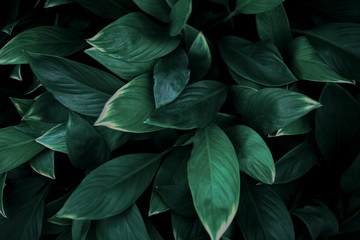 Naklejka na ściany i meble green leaves background