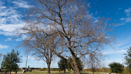 Obraz premium tree