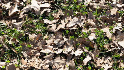 dried leaf