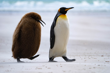 ペンギン サウンダース島 © Earth theater