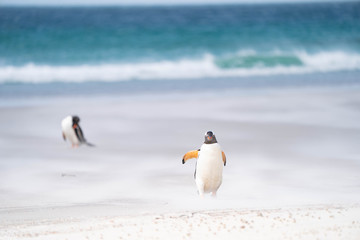 Obraz premium ペンギン サウンダース島