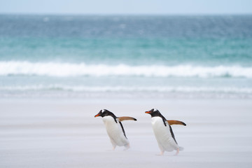 ペンギン サウンダース島