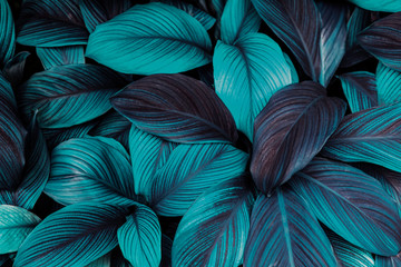 Obraz na płótnie Canvas blue feathers background