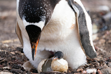 ペンギン サウンダース島 © Earth theater