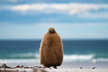 ペンギン サウンダース島 © Earth theater