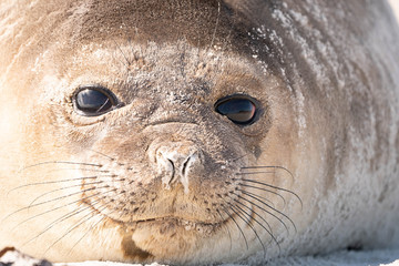 アザラシ サウンダース島 © Earth theater