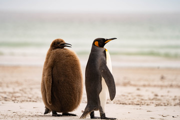 ペンギン サウンダース島 © Earth theater