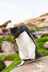 ペンギン サウンダース島