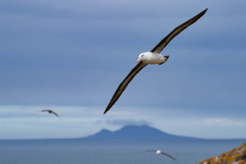 カモメ サウンダース島