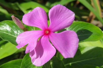Catharanthus roseus flower